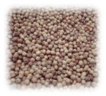 コリアンダーシード