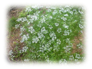 コリアンダー花