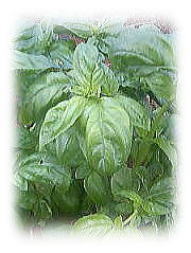 スイートバジル