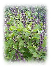 ホーリーバジル