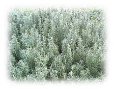 立性ローズマリー