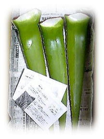 アロエベラ箱入り