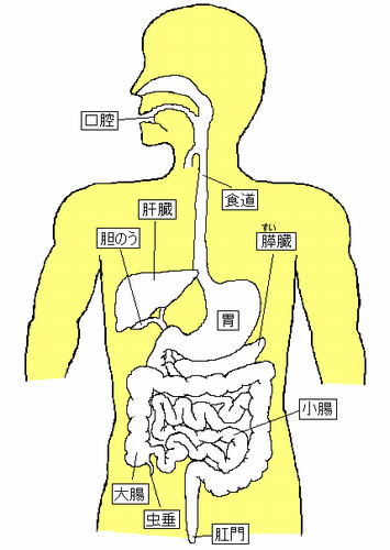 消化管の全体図